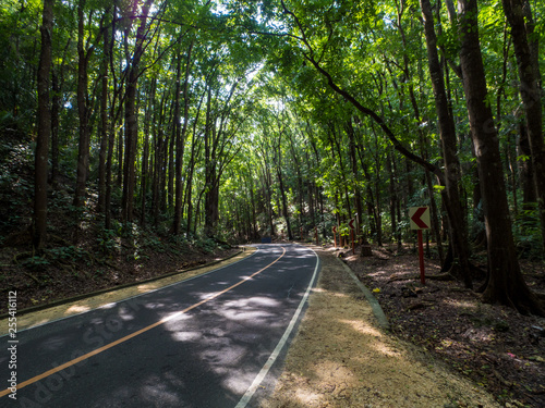 Asphalt road in amazing man-made Mahogany forest of Loboc and Bilar at Bohol, Philippines. November, 2018