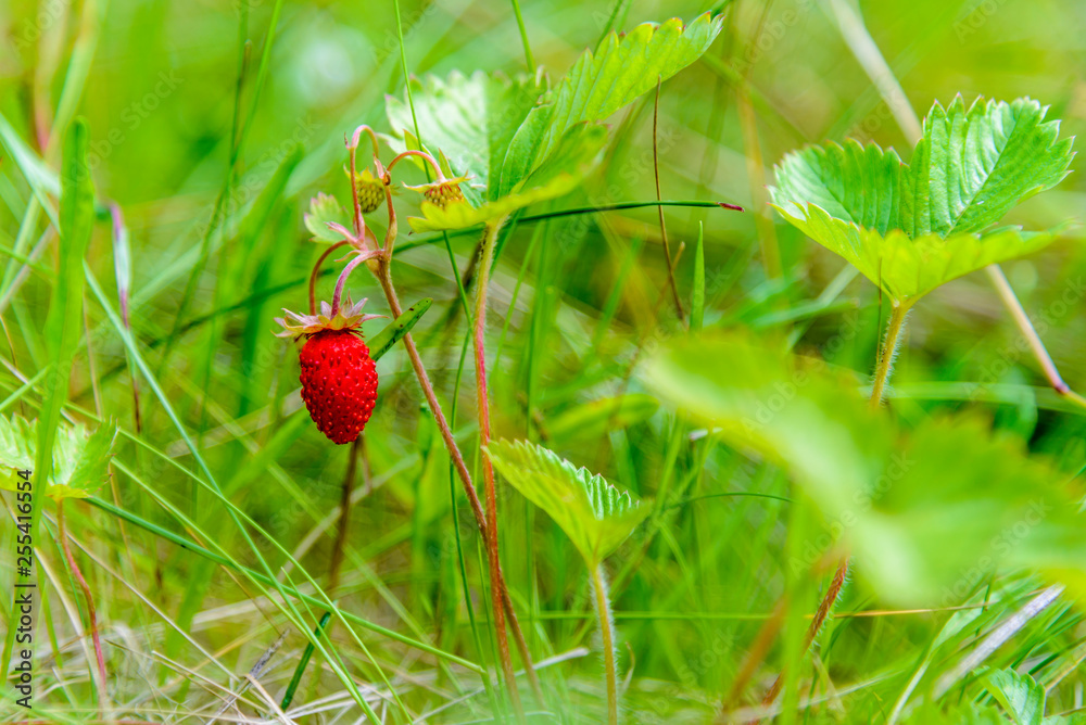 Large oval-shaped strawberries ripened in the forest Large oval-shaped strawberries ripened in the forest