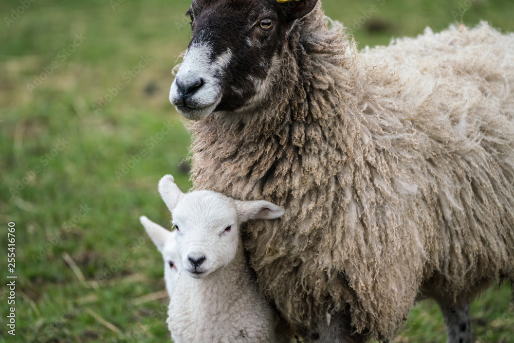 Naklejka premium Black faced ewe with lamb nestling against chest