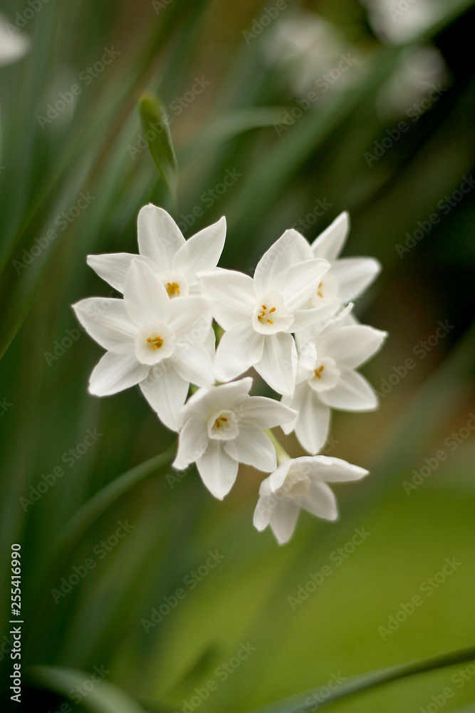 Obraz premium close up of white flower