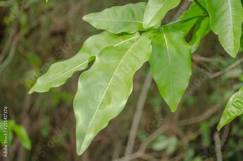 Guinep Tree Leaf