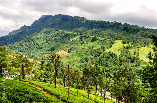 View of the Nuwara Eliya tea plantations under a stormy sky. Sri Lanka