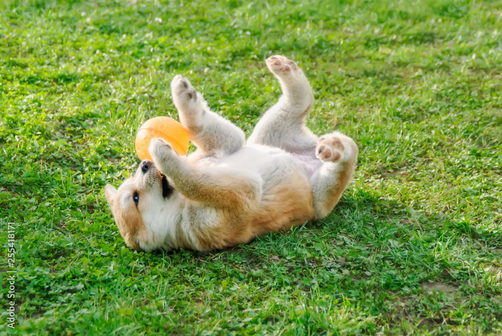 Funny Akita Inu puppy, 8 weeks old female, playing with a ball in a meadow, roll around on its back and exposes its belly Funny Akita Inu puppy, 8 weeks old female, playing with a ball in a meadow, roll around on its back and exposes its belly
