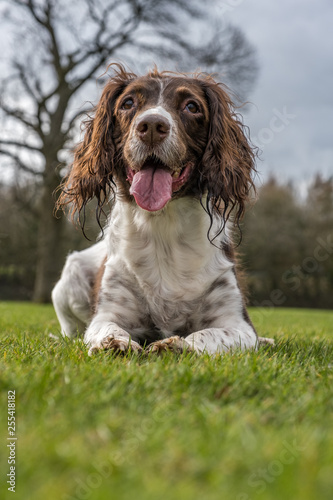 Obraz na płótnie Springer spaniel in the park.