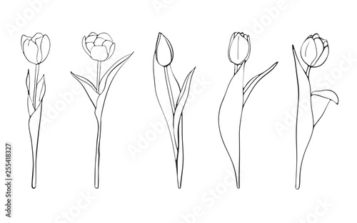 Hand drawn tulips sketch, vector