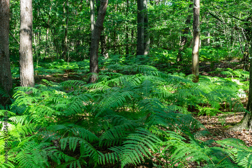 Forest landscapes concept: Beautiful green fern in the forest between trees.