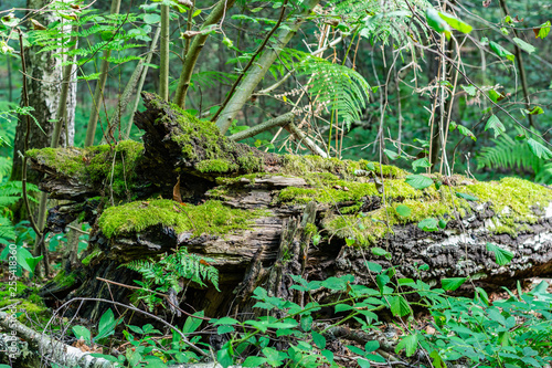 Forest landscapes concept: Old dry fallen tree in the forest overgrown with moss and plants.