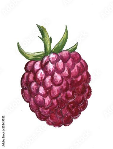 raspberry berry food summer hand drawn illustration 