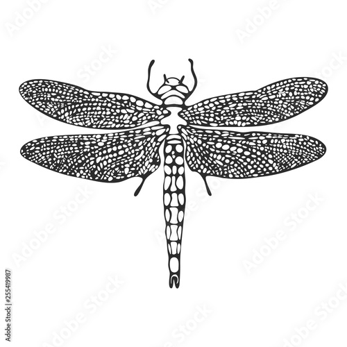 Line art dragonfly sketch, vector