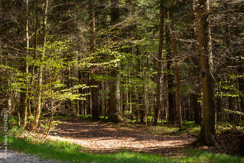 Impressions from the national park in Ludwigsthal Bavaria