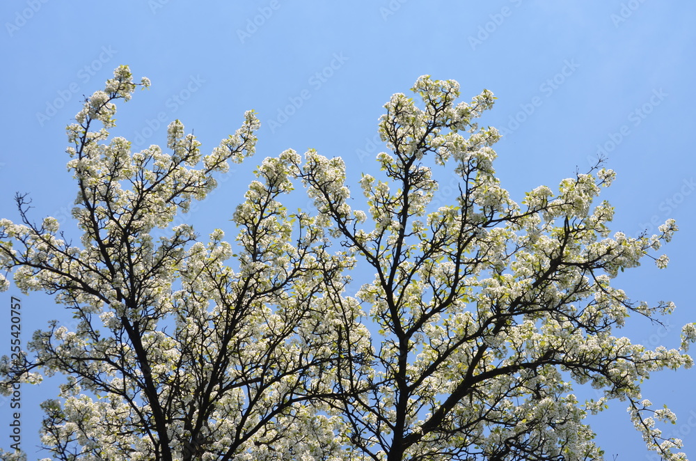 Branches with white pear tree flowers in full bloom towards clear blue sky in a garden in a sunny spring day, floral background Branches with white pear tree flowers in full bloom towards clear blue sky in a garden in a sunny spring day, floral background