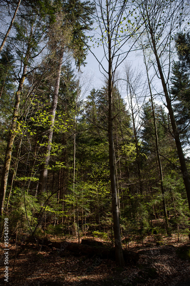 Fototapeta premium Impressions from the national park in Ludwigsthal Bavaria