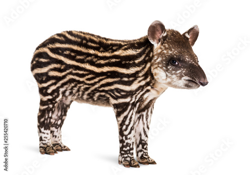 Month old Brazilian tapir standing in front of white background