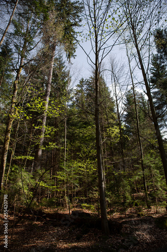 Impressions from the national park in Ludwigsthal Bavaria