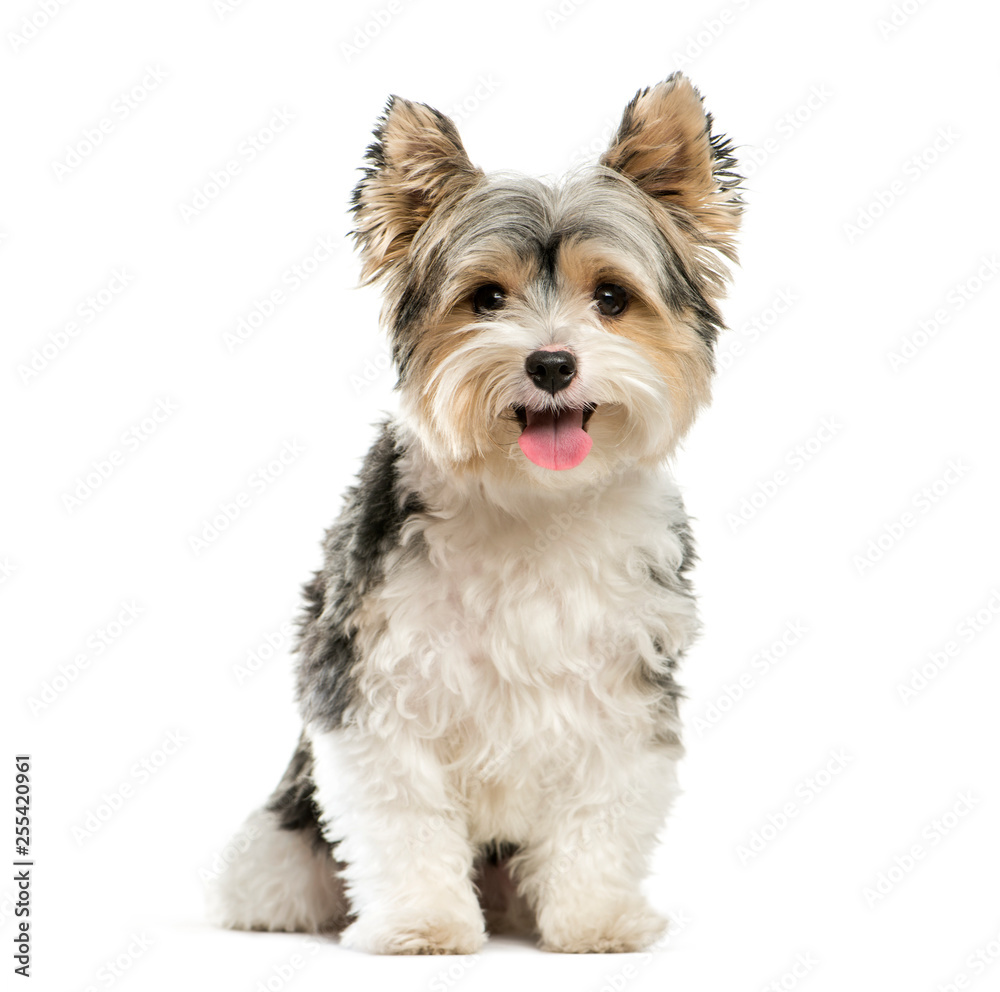 Biewer Yorkshire Terrier, 3 years old, sitting in front of white