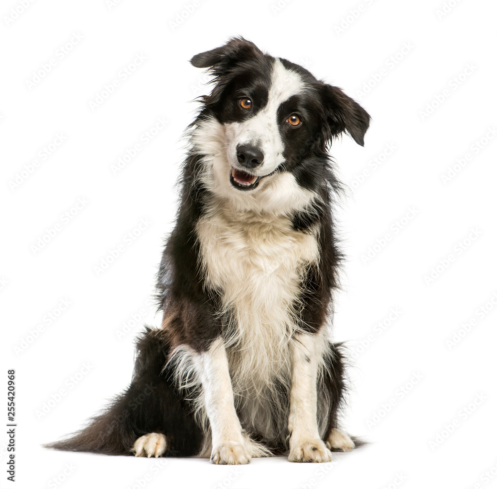 Border Collie, 4 years old, sitting in front of white background