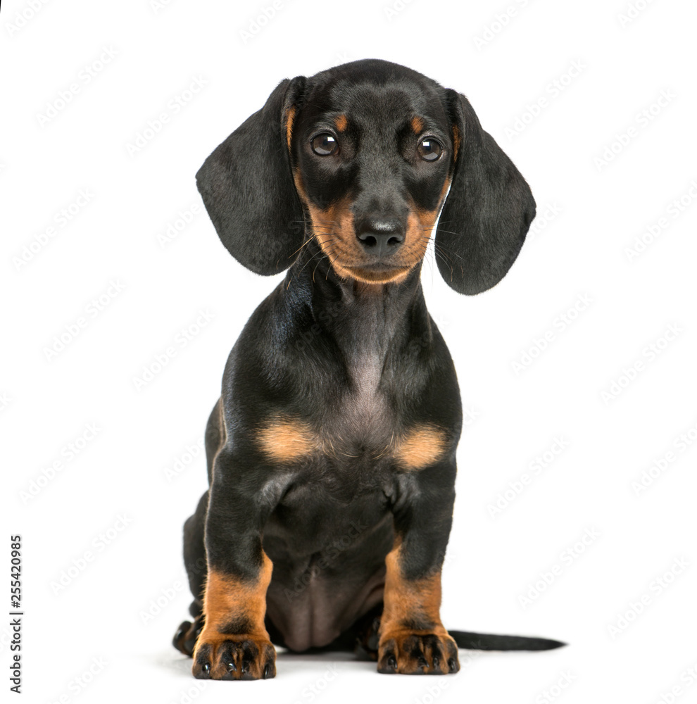 Dachshund, 2 months old, sitting in front of white background