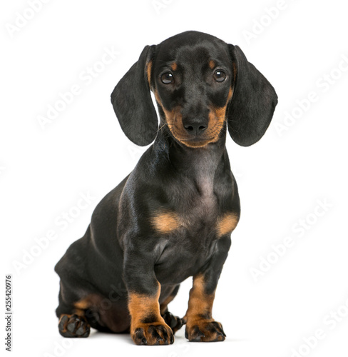 Dachshund, 2 months old, sitting in front of white background