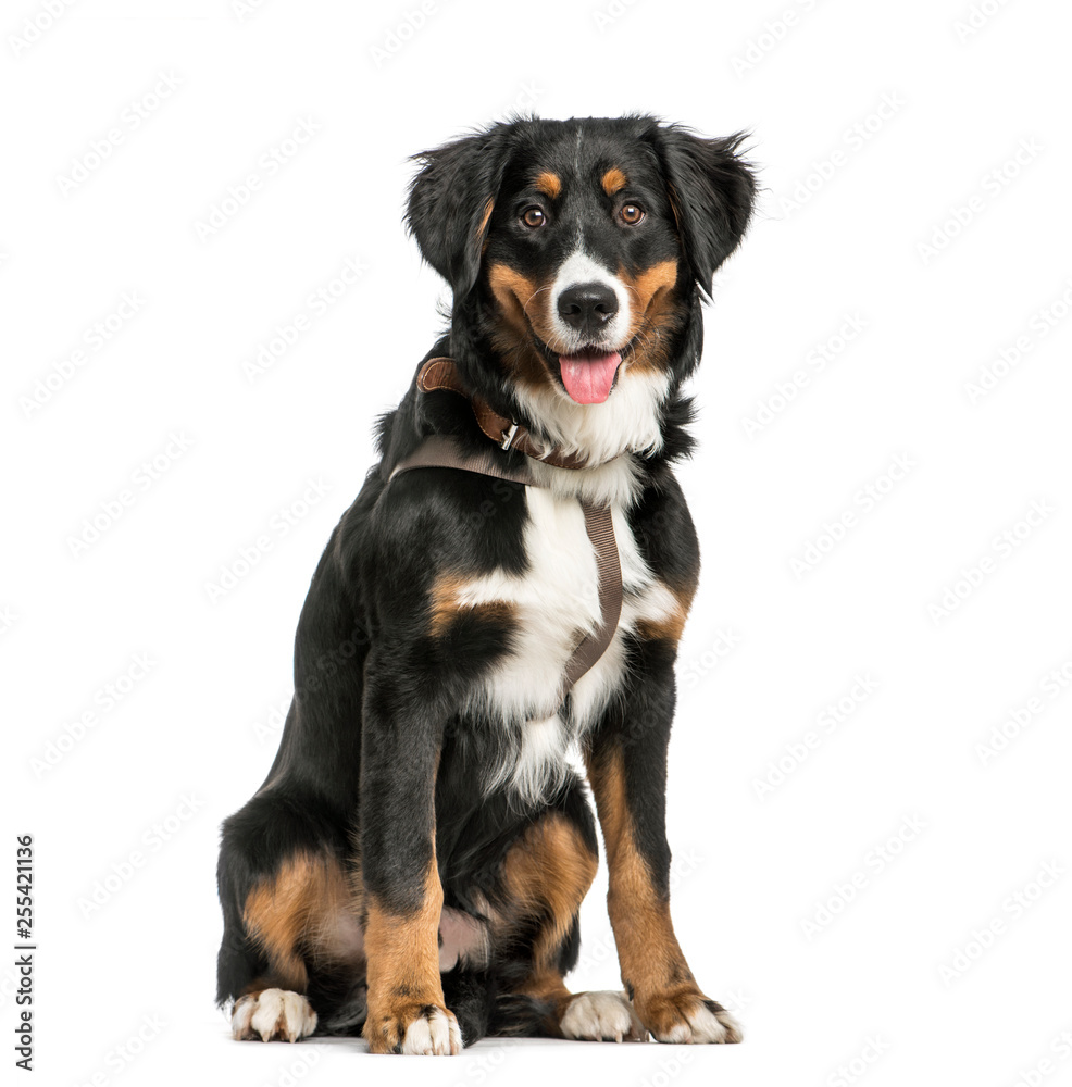 Bernese Mountain dog, 9 months old, sitting in front of white ba