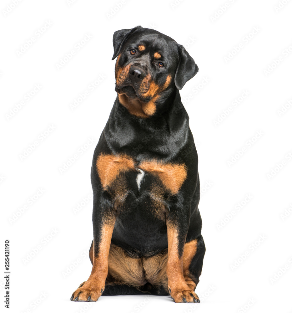 Rottweiler, 1 year old, sitting in front of white background