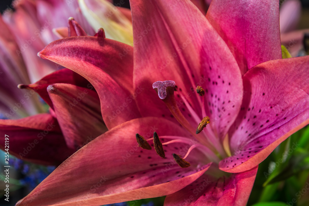 Fototapeta premium Lilie 1