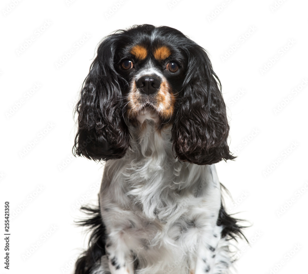 Cavalier King Charles, 6 years old, sitting in front of white ba