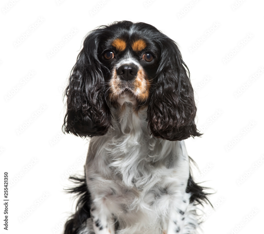 Cavalier King Charles, 6 years old, sitting in front of white ba Cavalier King Charles, 6 years old, sitting in front of white ba