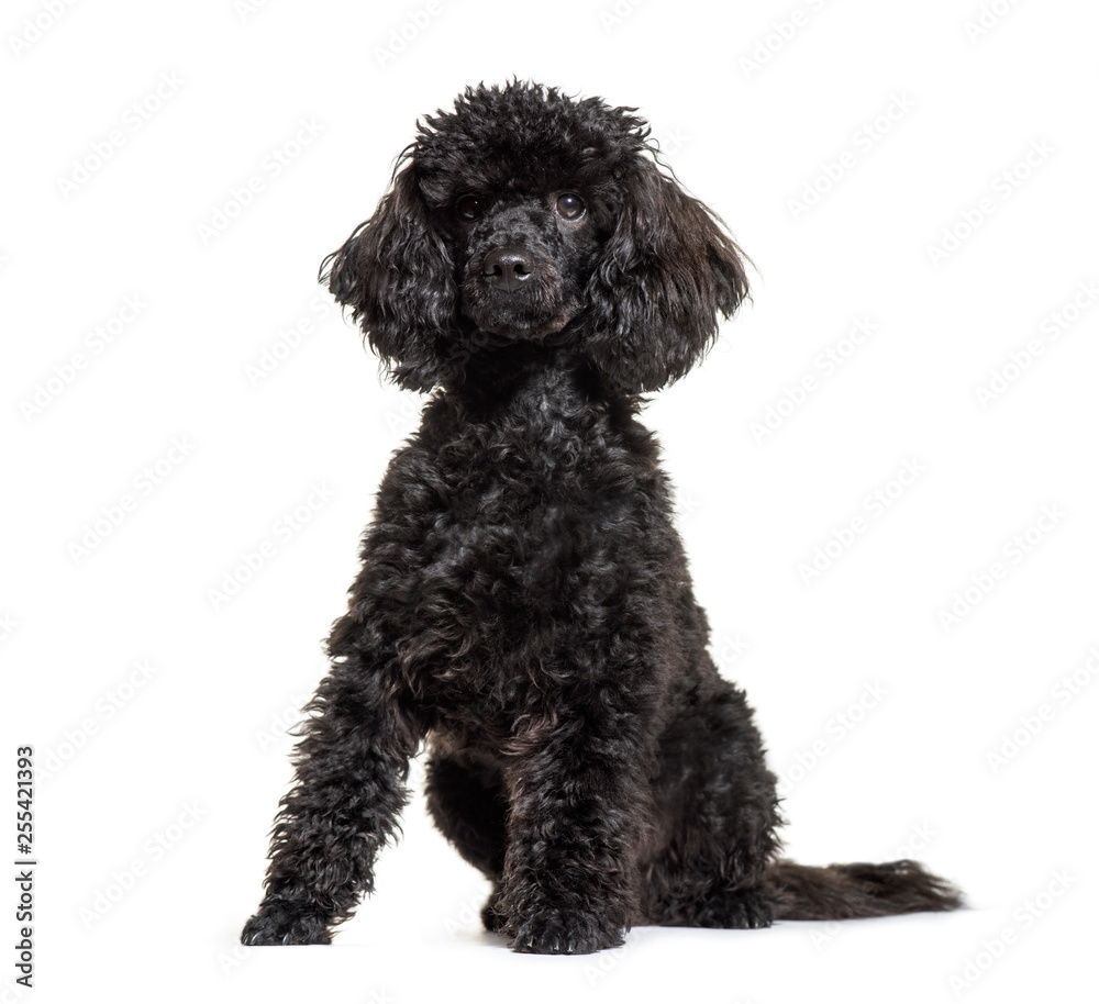 Poodle, 9 months old, sitting in front of white background Poodle, 9 months old, sitting in front of white background