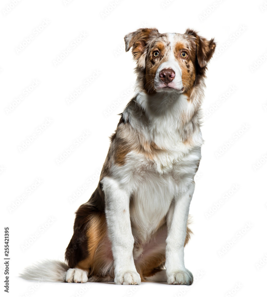 Australian Shepherd, 5 months old, sitting in front of white bac