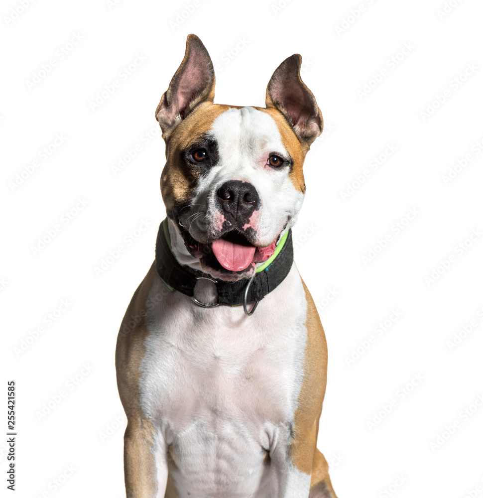 American Staffordshire Terrier, 2 years old, sitting in front of