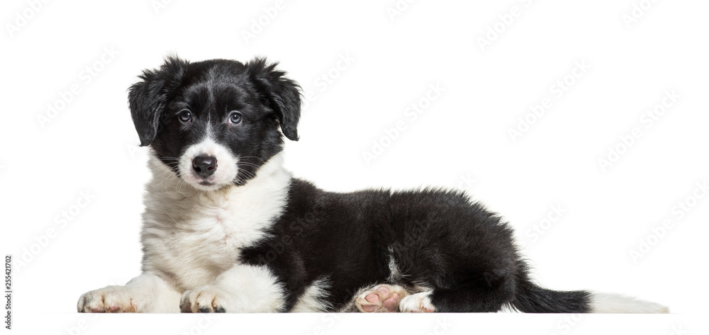 Border Collie, 9 weeks old, lying in front of white background Border Collie, 9 weeks old, lying in front of white background