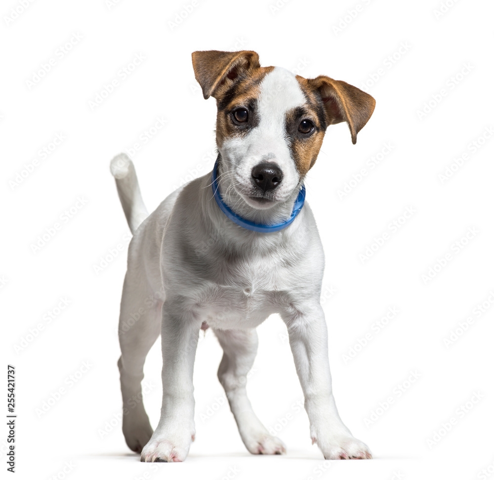 Jack Russell, 16 weeks old, in front of white background