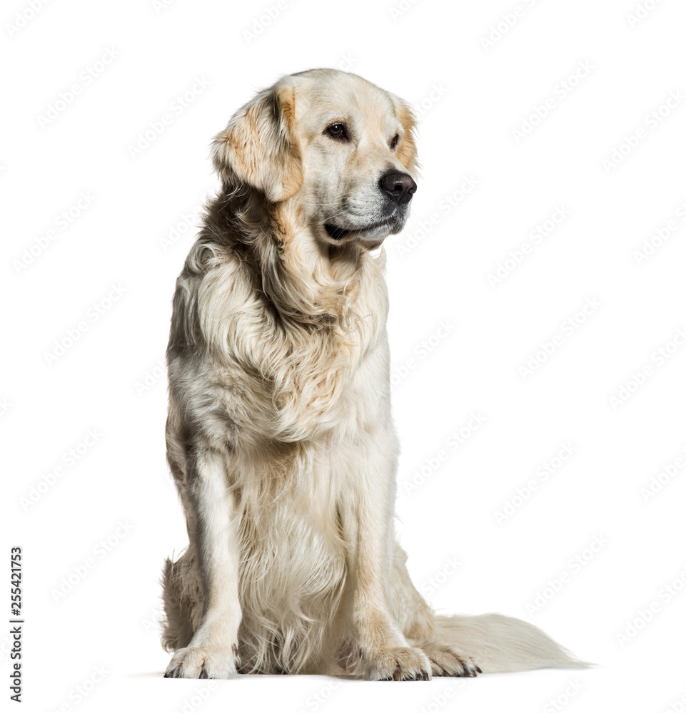 Golden Retriever, 5 years old, sitting in front of white backgro