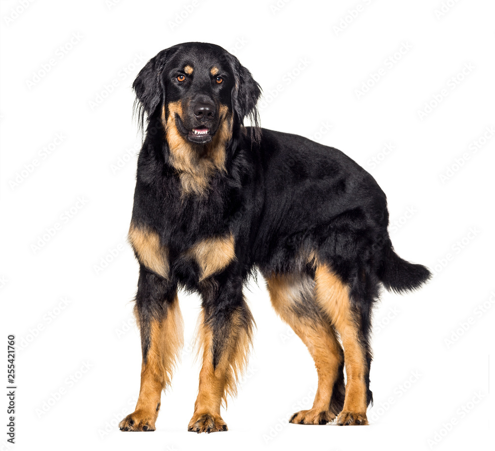 Hovawart, 18 months old, in front of white background Hovawart, 18 months old, in front of white background