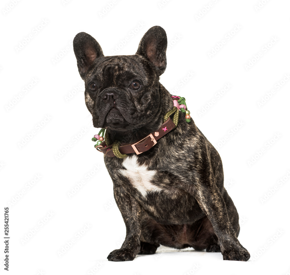 French Bulldog, 2 years old, sitting in front of white backgroun
