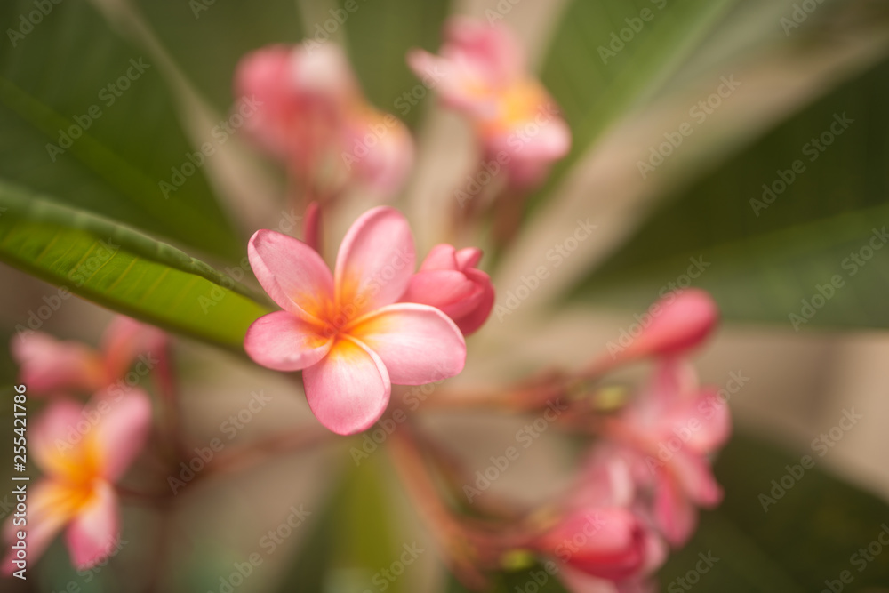 tender pink frangipani flowers on green background in tropical garden in Bali