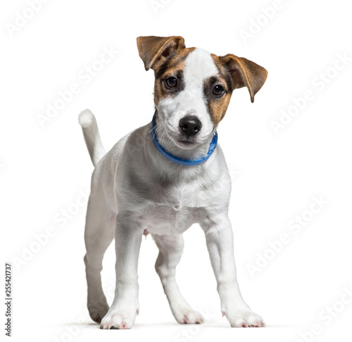 Jack Russell, 16 weeks old, in front of white background