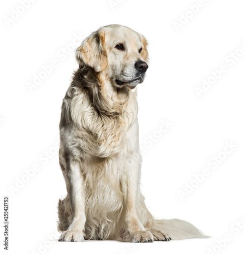 Golden Retriever  5 years old  sitting in front of white backgro