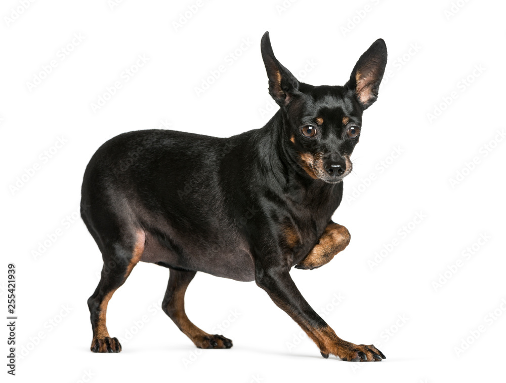 Miniature Pinscher in front of white background Miniature Pinscher in front of white background