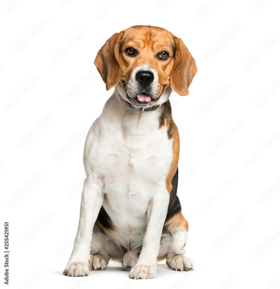 Beagle sitting in front of white background