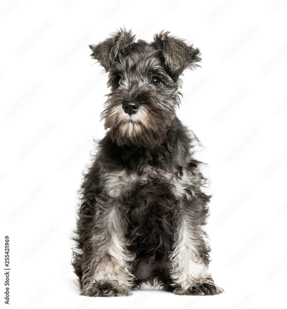 Miniature Schnauzer, 3 months old, sitting in front of white bac