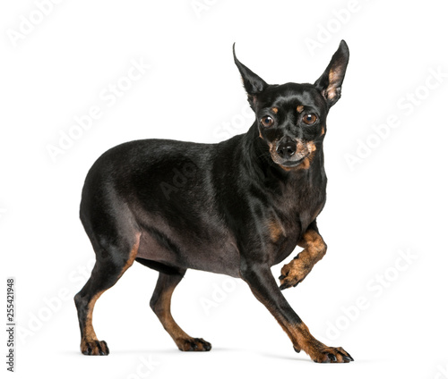 Miniature Pinscher in front of white background