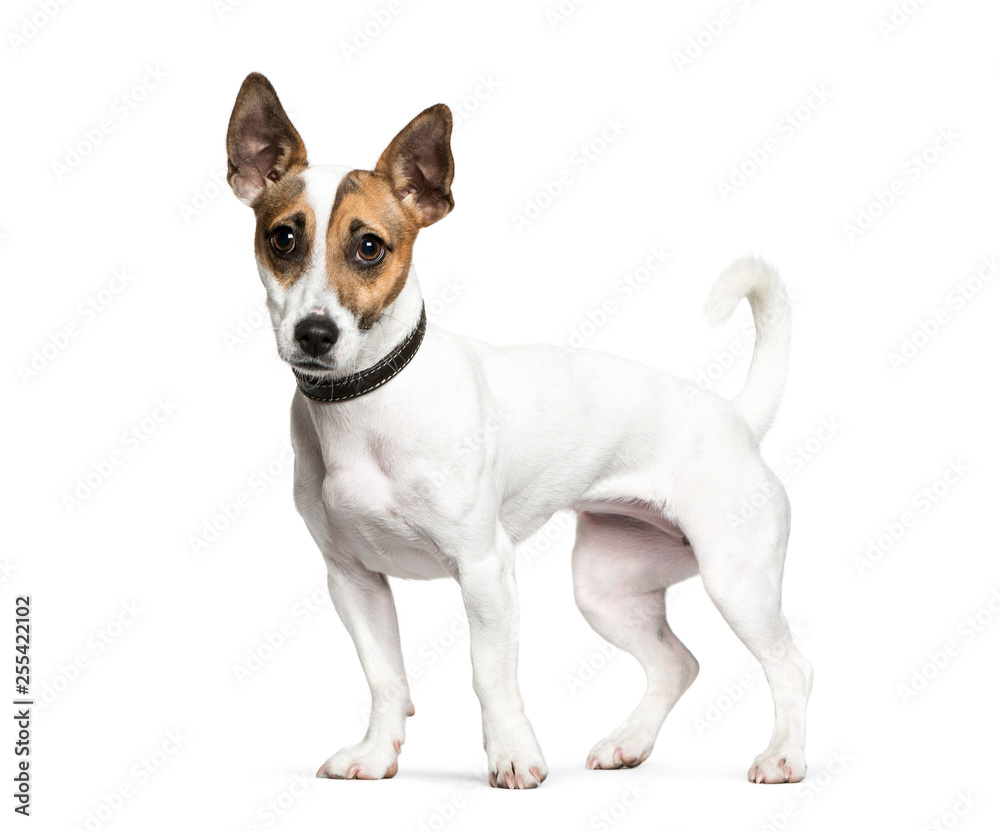 Standing Jack Russell Terrier in front of white background