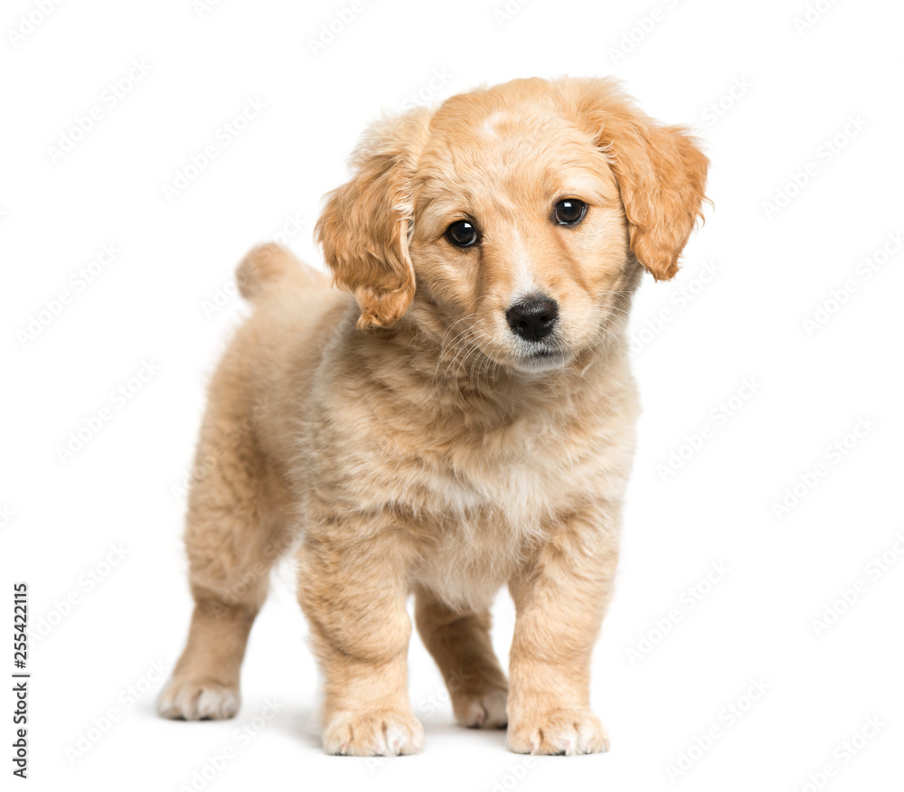 Mixed-breed between Jack Russell terrier and Golden retriever, 2