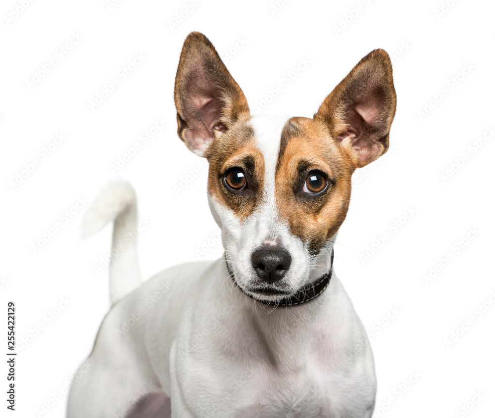 Jack Russell Terrier in front of white background Jack Russell Terrier in front of white background