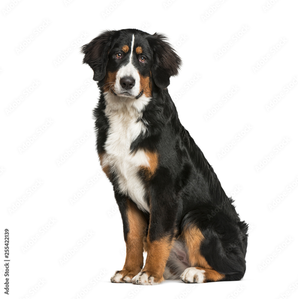 Bernese Mountain Dog, 6 months old, sitting in front of white ba