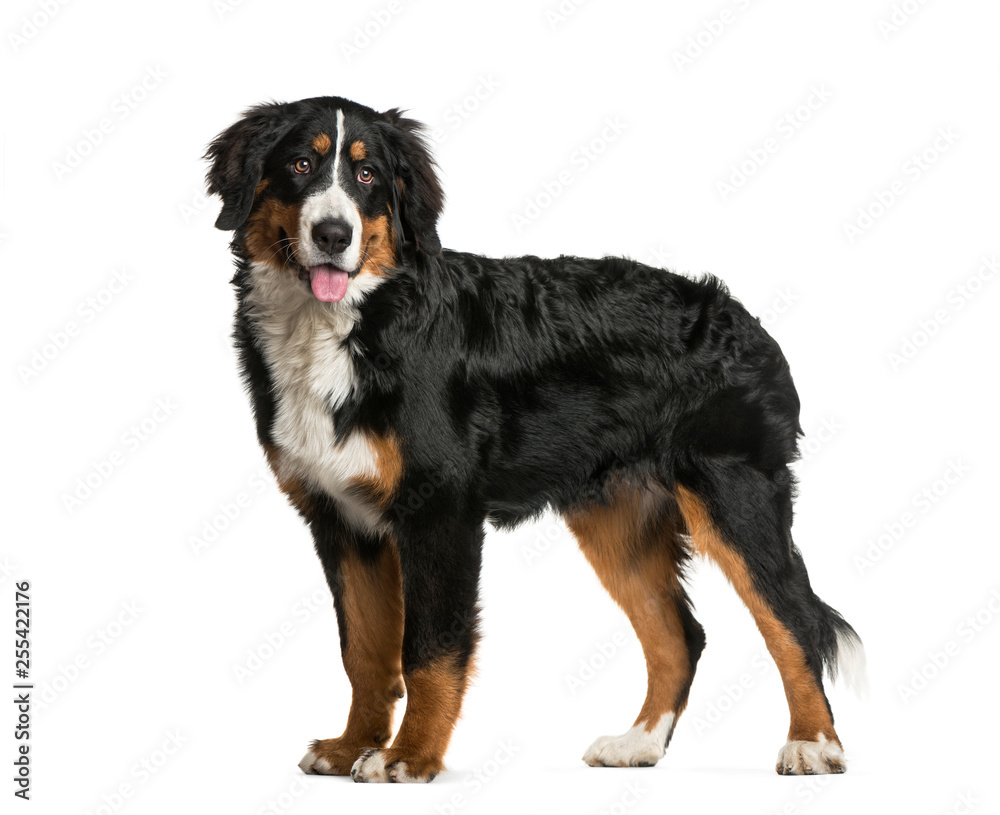 Standing Bernese Mountain Dog, 6 months old, in front of white background