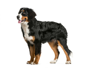 Standing Bernese Mountain Dog, 6 months old, in front of white background