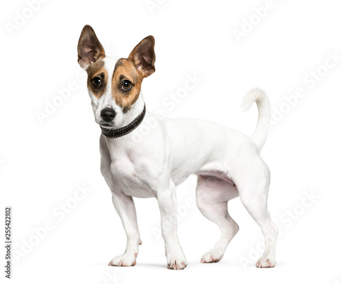 Standing Jack Russell Terrier in front of white background