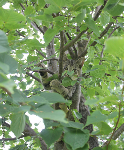 peek a boo kitten in a tree